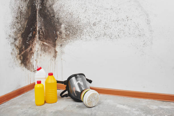 Best Bathroom Mold Remediation in Chisago City, MN