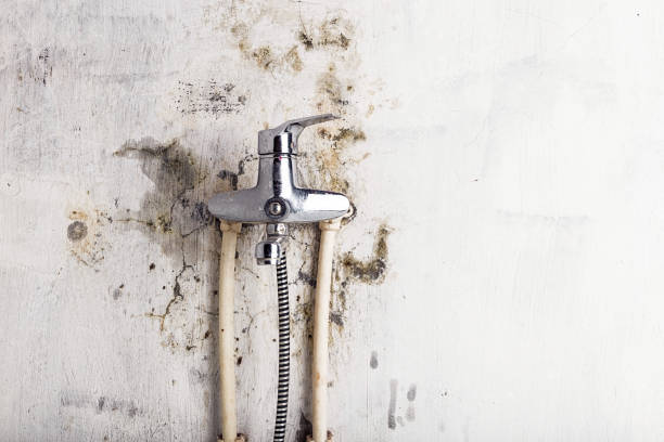 Best Kitchen Mold Remediation in Chisago City, MN