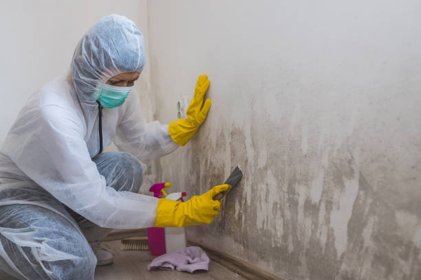 Best Mold Testing and Inspection Services in Chisago City, MN