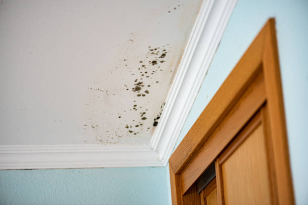 Professional Mold Remediation in Chisago City, MN