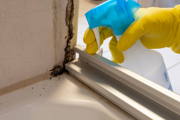 Best Emergency Mold Remediation in Chisago City, MN