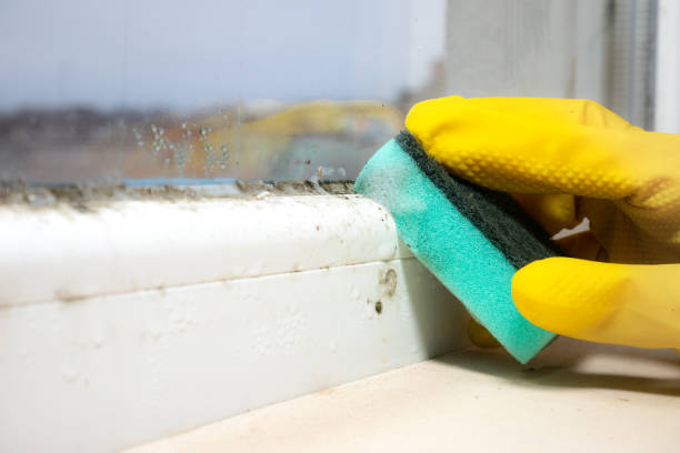 Best Post-Flood Mold Remediation in Chisago City, MN