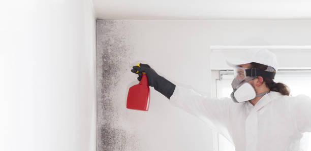Best DIY Mold Remediation Support Services in Chisago City, MN