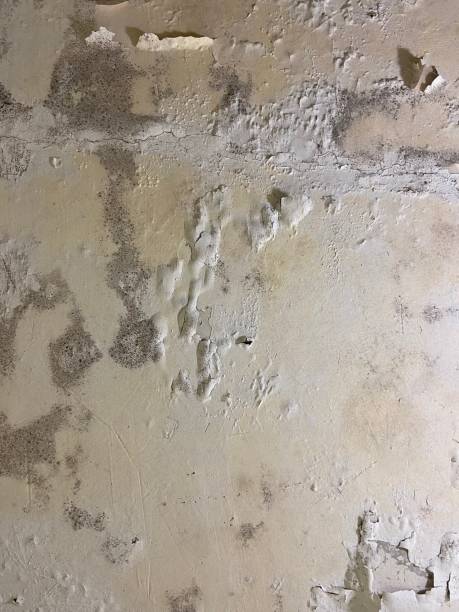 Best HVAC Mold Remediation in Chisago City, MN