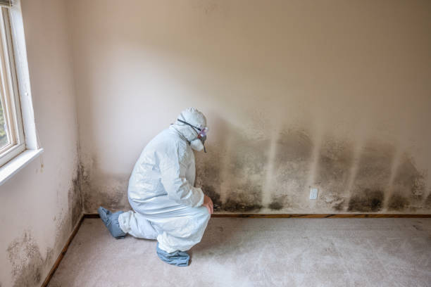 Best Black Mold Remediation in Chisago City, MN