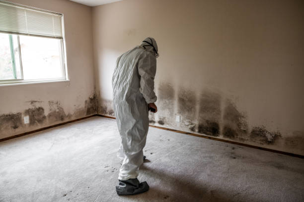 Best Crawl Space Mold Remediation in Chisago City, MN