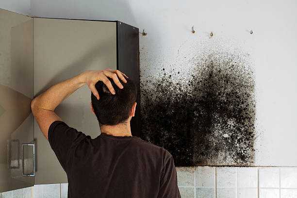 Best Emergency Mold Remediation in Chisago City, MN