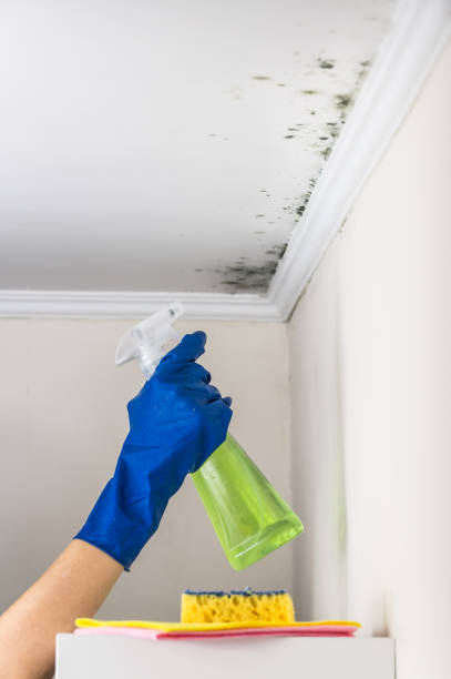 Best Mold Testing and Inspection Services in Chisago City, MN